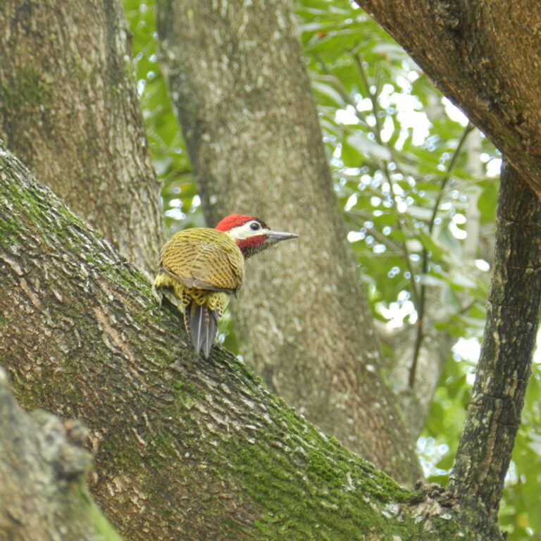 Carpinteros en la sucursal