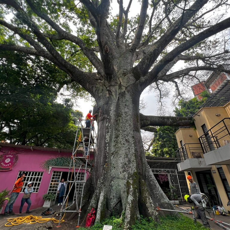 La ceiba más antigua de la Ciudad de Cali