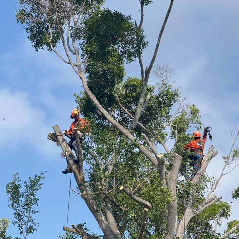 talas de árboles en riesgo de caídas por enfermedades o pudrición