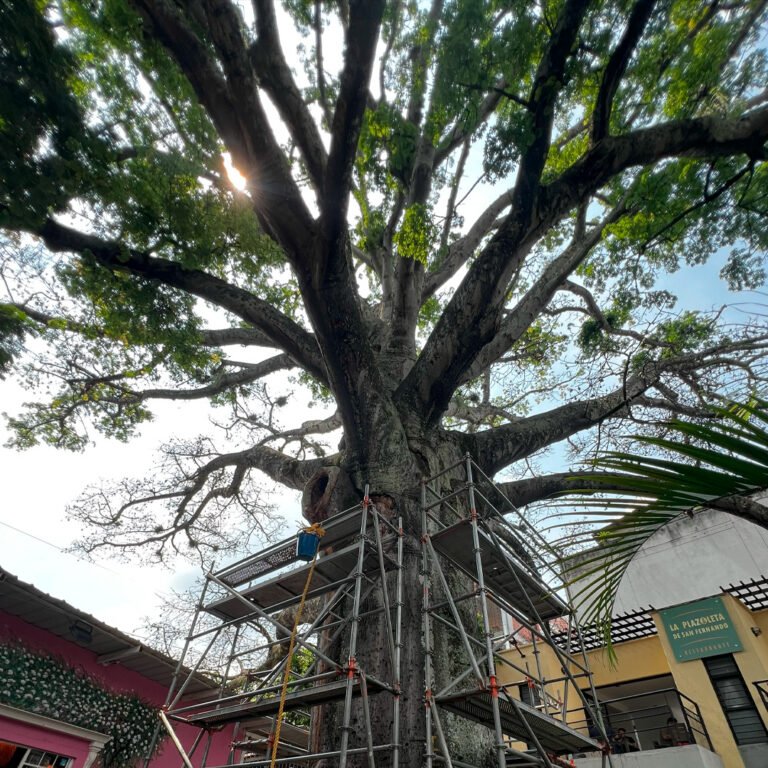 ceiba cali san fernando tratamiento de arbol notable Cali